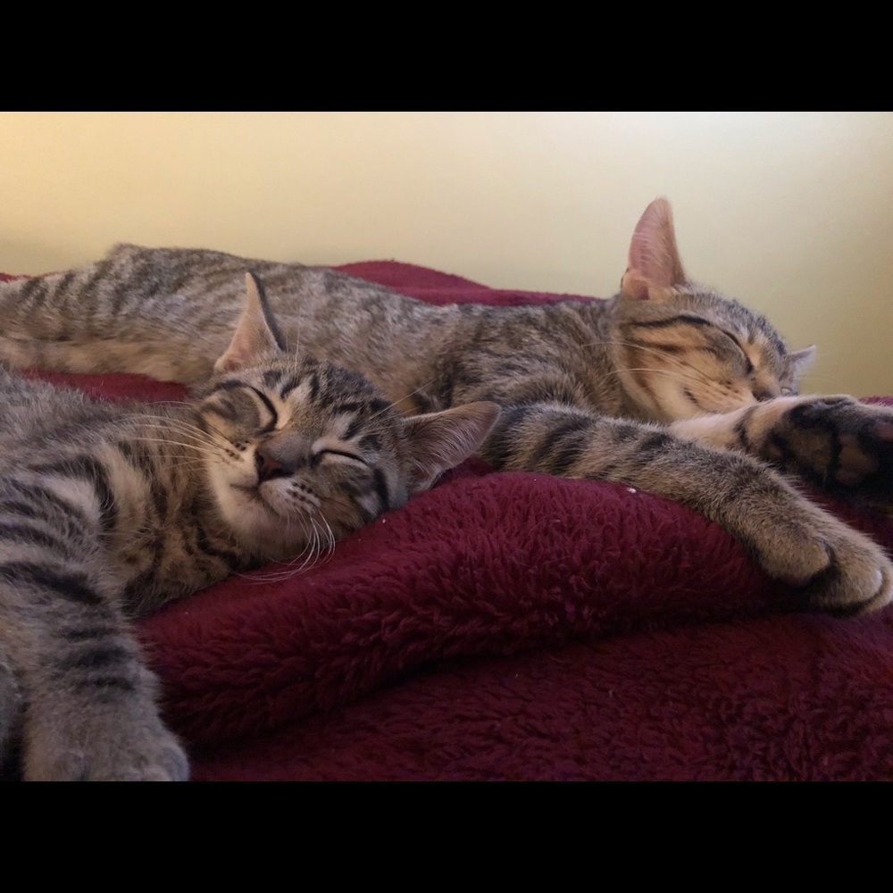 Meet your Posher, Paige